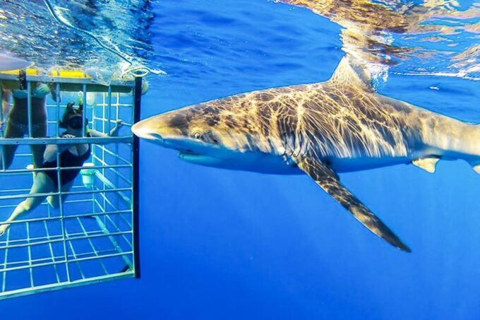 Oahu: Shark Cage Dive on the North Shore - What to Expect