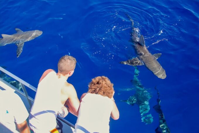 Oahu: Shark Cage Dive on the North Shore - Frequently Asked Questions