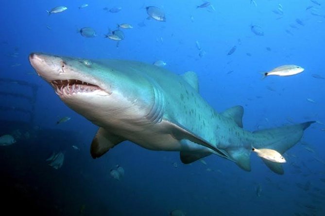 Oahu Shark Dive - Crew and Safety Measures