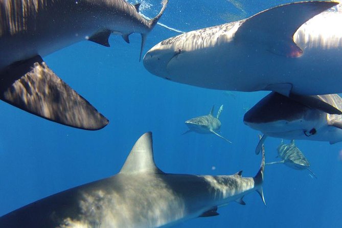 Oahu Shark Dive - Common Shark Sightings