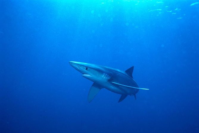 Oahu Shark Dive - Visibility and Conditions