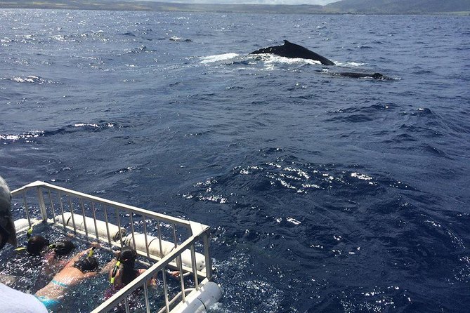 Oahu Shark Dive - Traveler Reviews and Recommendations