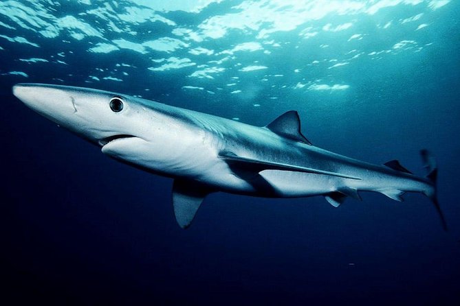 Oahu Shark Dive - Accessibility and Tour Details
