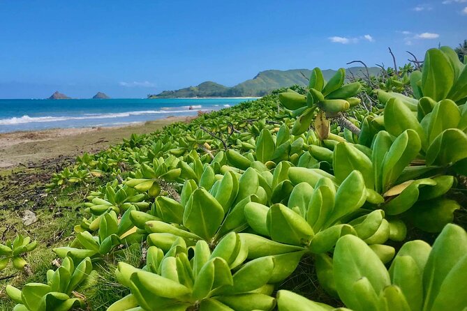 Oahu South Shore GPS Driving Beaches and Hiking Tour - Additional Information