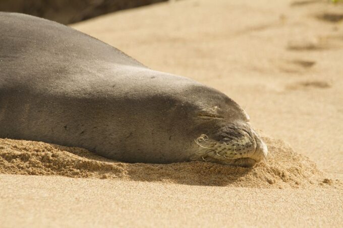 Oahu: Sunrise & Full-Day Island Photo Tour With Small Group - Pickup and Dropoff