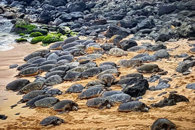 Oahu to Maui 1 Day Trip : Road to Hana Day Trip From Oahu With Air Ticket - Customer Reviews