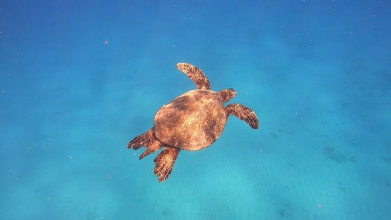 Oahu: Try Scuba Diving From Shore - Location and Meeting Point