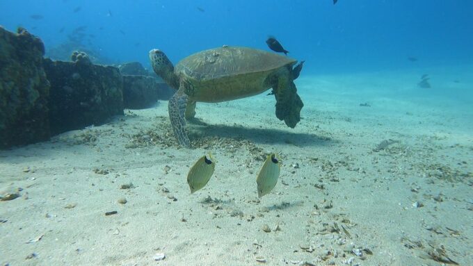 Oahu: Try Scuba Diving From Shore - Participant Requirements and Restrictions