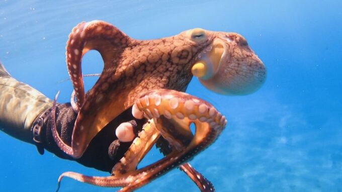 Oahu: Try Scuba Diving From Shore - Frequently Asked Questions
