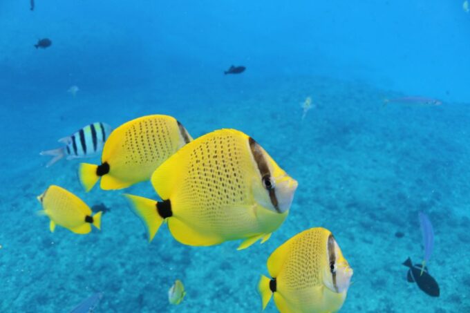Oahu: Turtle Canyon Snorkeling & Hula Dance - Meeting Point and What to Bring