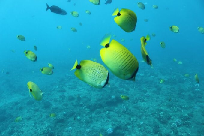 Oahu: Turtle Canyon Snorkeling & Hula Dance - Safety Precautions
