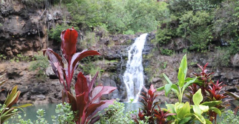 Oahu: Valley of Waimea Falls Swim & Hike With Lunch & Dole - Key Points