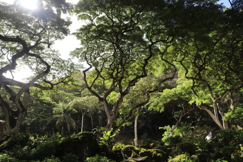 Oahu: Valley of Waimea Falls Swim & Hike With Lunch & Dole - Customer Feedback