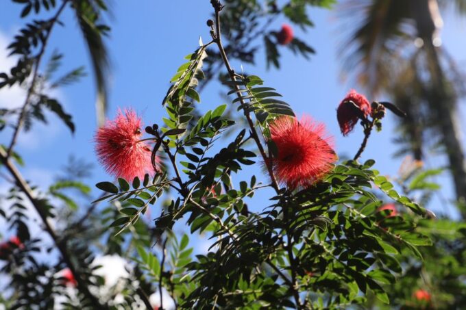Oahu: Valley of Waimea Falls Swim & Hike With Lunch & Dole - Explore Greenworld Coffee Farm