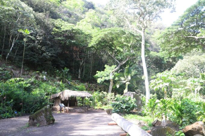 Oahu: Valley of Waimea Falls Swim & Hike With Lunch & Dole - Experience Dole Plantation Delights