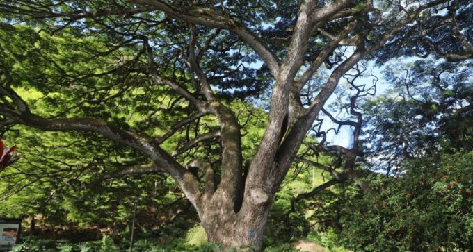Oahu: Valley of Waimea Falls Swim & Hike With Lunch & Dole - Frequently Asked Questions