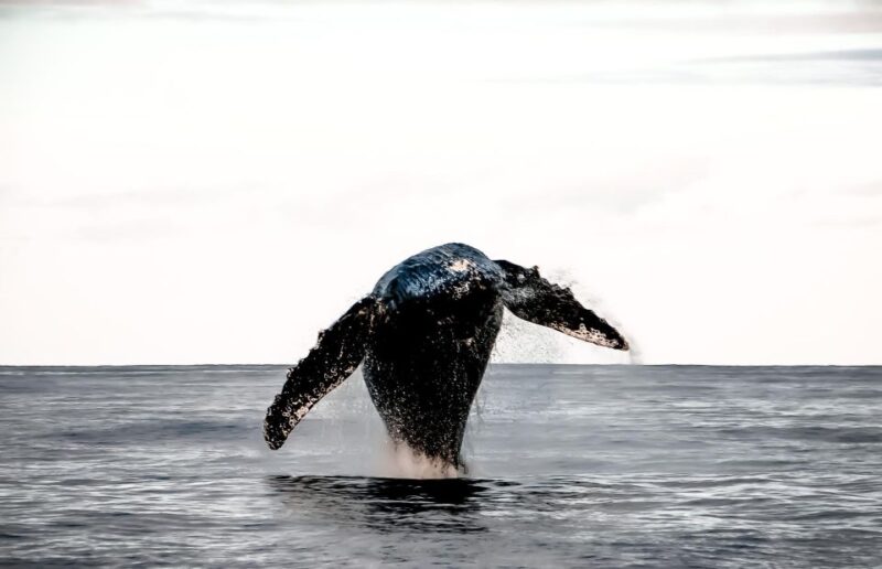 Oahu: Waikiki BYOB Sunset Cruise - Customer Reviews and Ratings