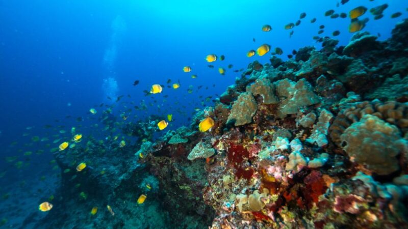 Oahu: Waikiki Discovery Scuba Diving for Beginners - Marine Life Encounters