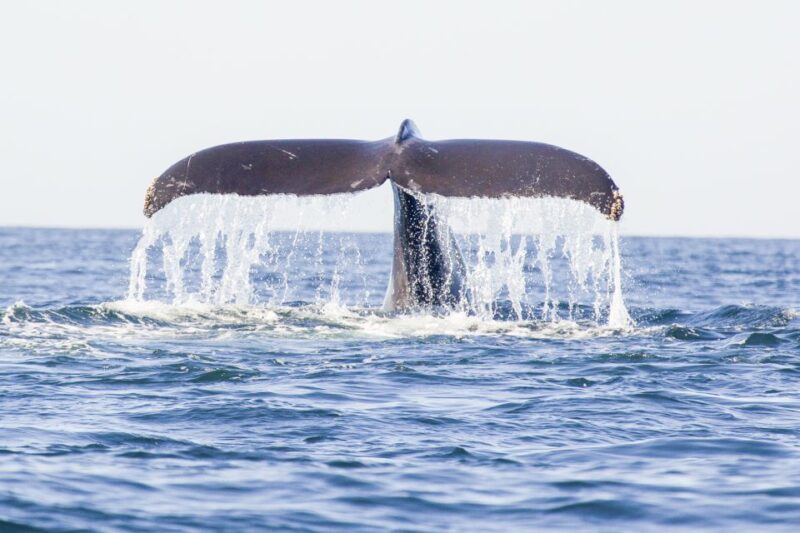 Oahu: Waikiki Eco-Friendly Afternoon Whale Watching Trip - Activity Highlights