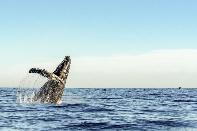 Oahu: Waikiki Eco-Friendly Afternoon Whale Watching Trip - Customer Feedback and Ratings