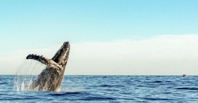 Oahu: Waikiki Eco-Friendly Afternoon Whale Watching Trip - Frequently Asked Questions