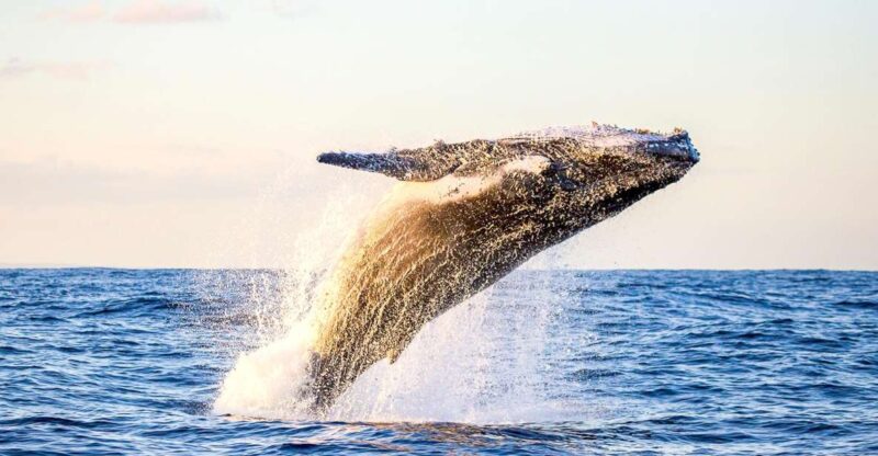 Oahu: Waikiki Eco-Friendly Morning Whale Watching Cruise - Experience Highlights
