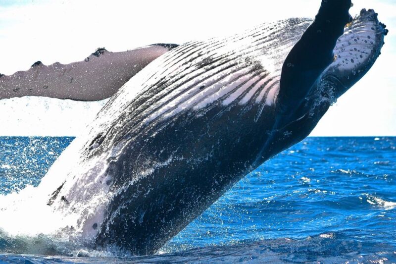 Oahu: Waikiki Eco-Friendly Morning Whale Watching Cruise - Cruise Itinerary