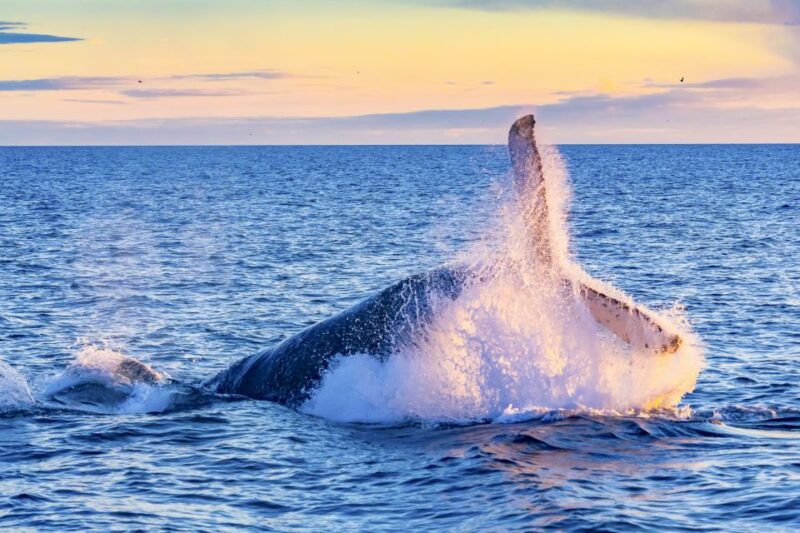 Oahu: Waikiki Eco-Friendly Morning Whale Watching Cruise - Whale Watching Etiquette