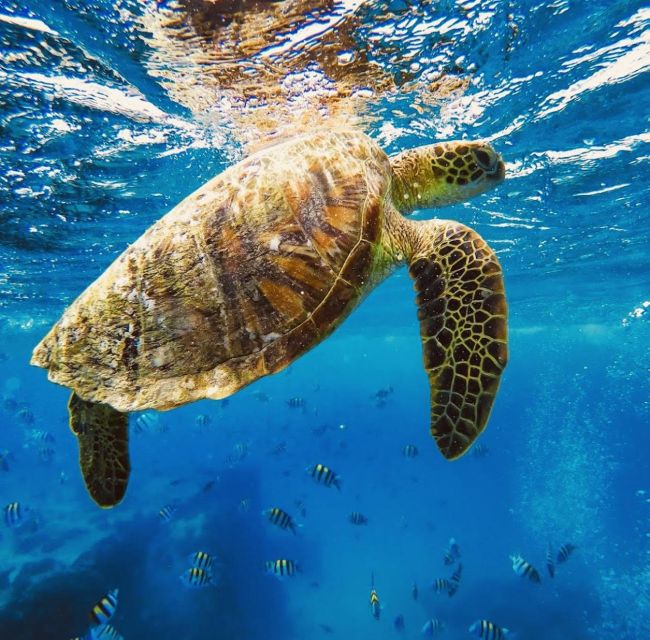 Oahu : Waikiki Sailing Turtle Snorkeling in Small Groups - Included Amenities