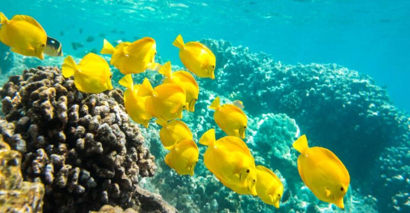 Oahu: Waikiki Snorkel and Sailing Day Trip With Lunch - Itinerary and Activities