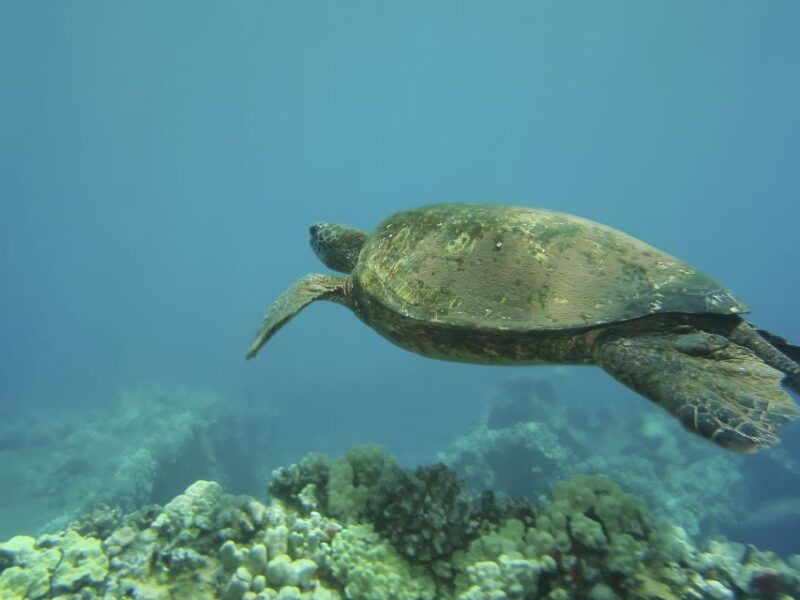 Oahu: Waikiki Snorkel and Sailing Day Trip With Lunch - Customer Reviews and Ratings