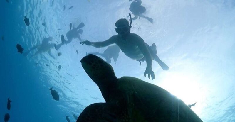 Oahu: Waikiki Turtle Snorkeling Adventure Cruise - Key Points