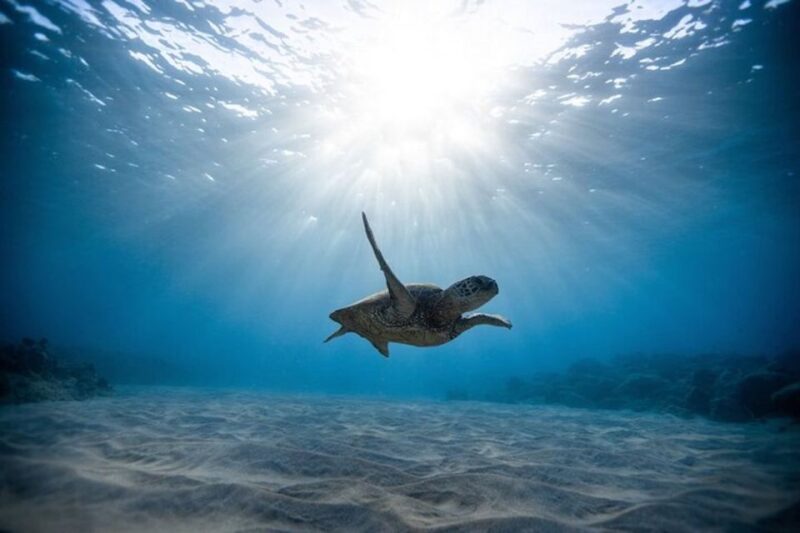 Oahu: Waikiki Turtle Snorkeling Adventure Cruise - Participant Information