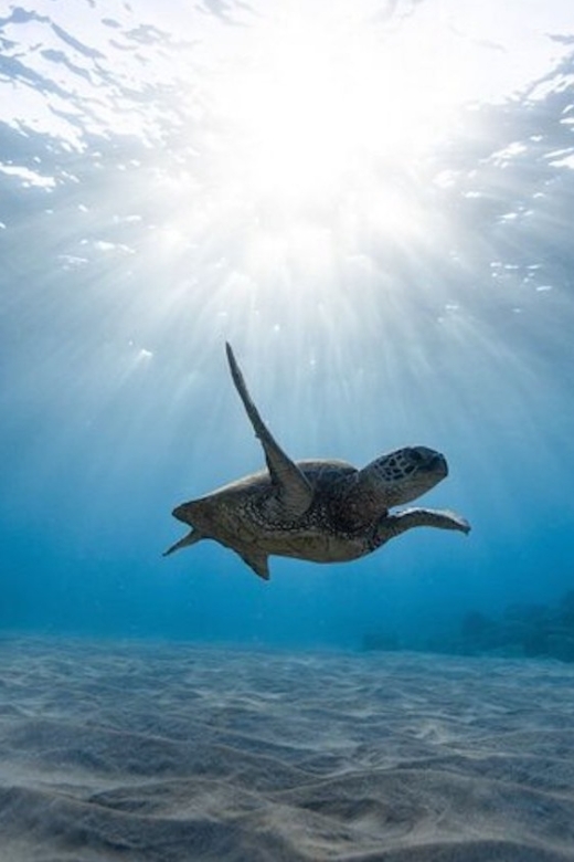Oahu: Waikiki Turtle Snorkeling Adventure Cruise - Frequently Asked Questions