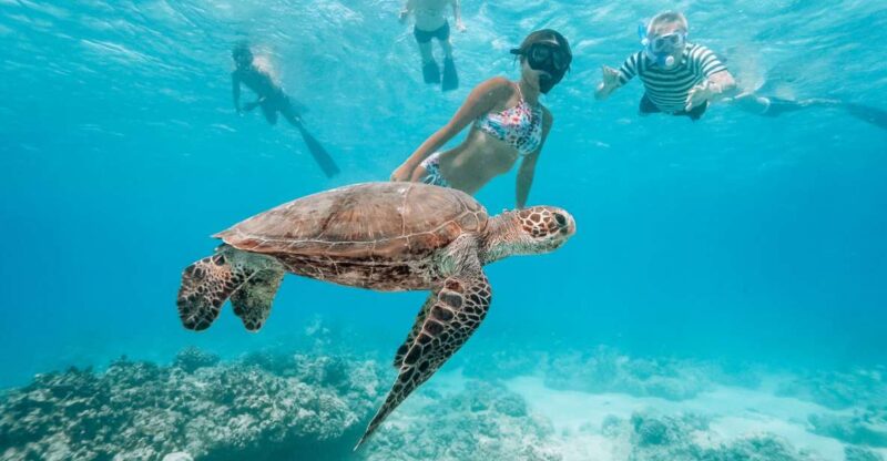 Oahu: Waikiki Turtle Snorkeling Adventure - Experience and Highlights