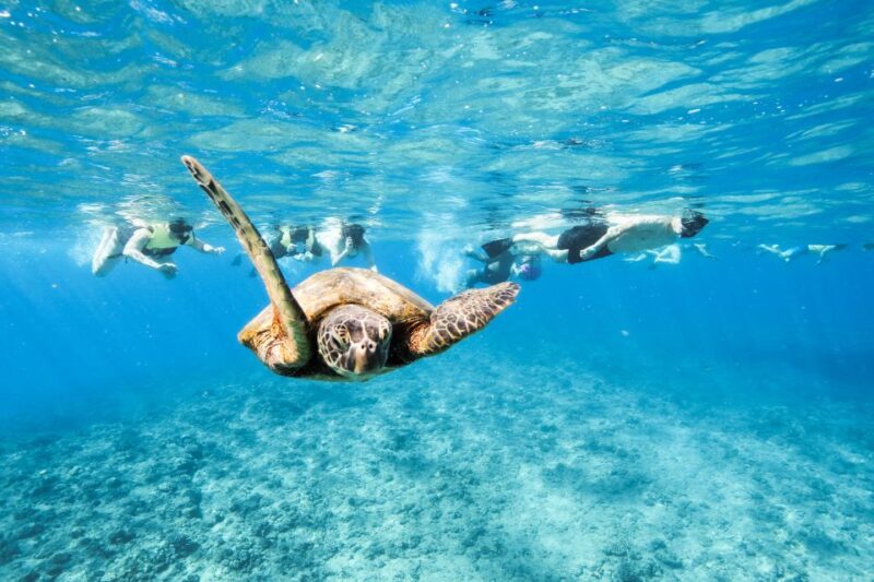 Oahu: Waikiki Turtle Snorkeling Adventure - Inclusions and Equipment
