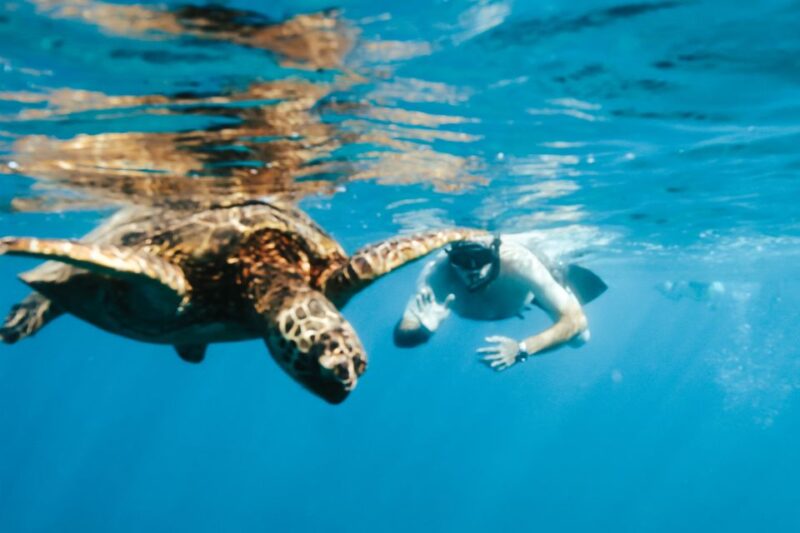 Oahu: Waikiki Turtle Snorkeling Adventure - Participant Information