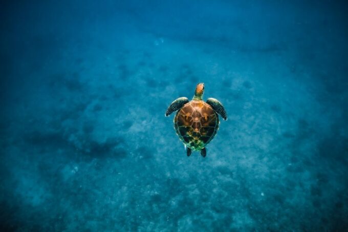 Oahu: Waikiki Turtle Snorkeling Adventure - Cancellation Policy