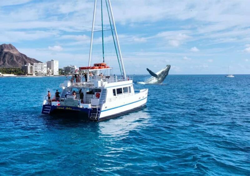 Oahu: Waikiki Whale Watching Cruise - Key Points