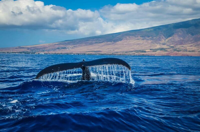Oahu: Waikiki Whale Watching Cruise - The Itinerary and What You Can Expect