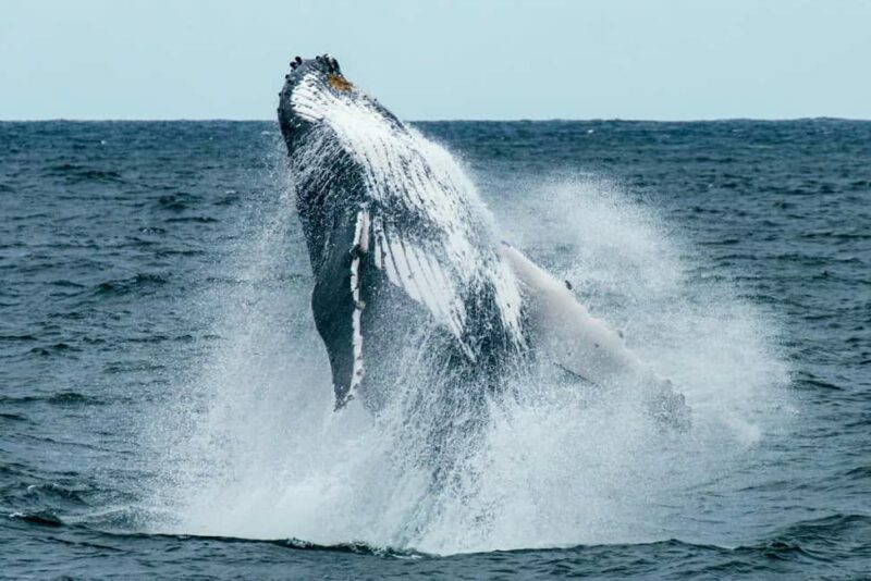 Oahu: Waikiki Whale Watching Cruise - The Sum Up