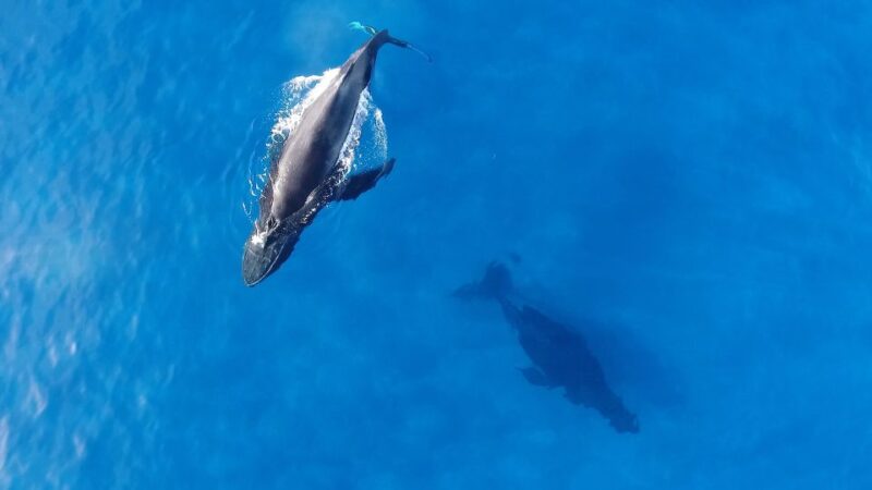 Oahu: Waikiki Whale Watching Tour-Donut and Coffee Included - Boat Details