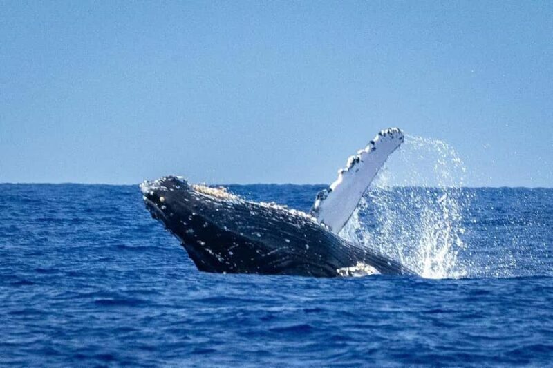 Oahu: Whale Watching Cruise from Waikiki - An In-Depth Look at the Whale Watching Experience