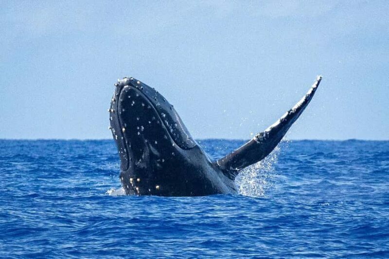 Oahu: Whale Watching Cruise from Waikiki - Final Thoughts: Who Should Consider This Tour?