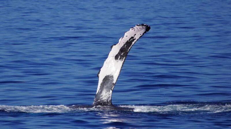Oahu: Whale Watching Cruise from Waikiki - Frequently Asked Questions (FAQs)