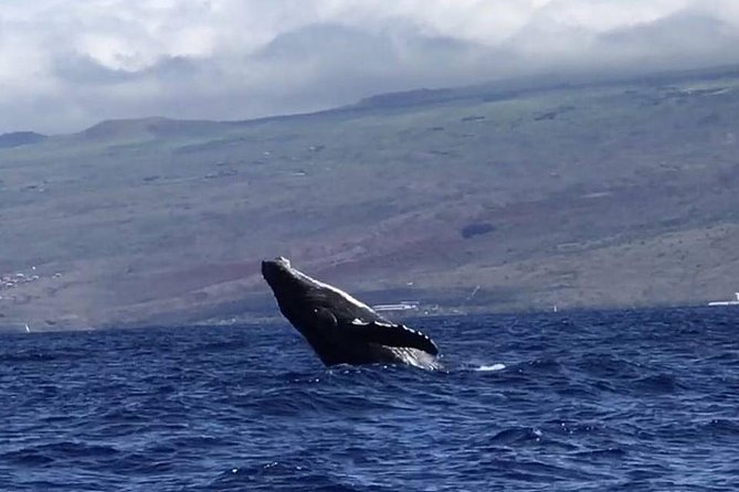 Oahu Whale Watching Excursion - Whale Watching Experience