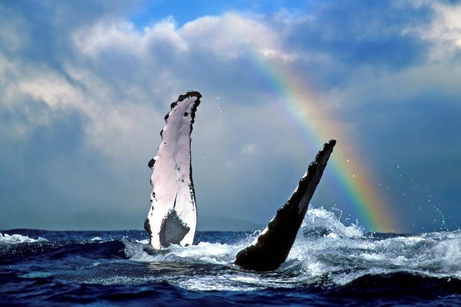 Oahu Whale Watching Excursion - Whale Behavior and Sightings