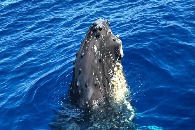 Oahu Whale Watching Excursion - Included Amenities