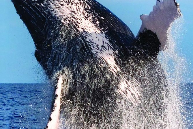 Oahu Whale Watching Excursion - Additional Information