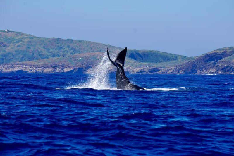 Oahu: Whale Watching Sunset Cruise Whales Guaranteed - Setting the Scene: What Makes This Tour Special?